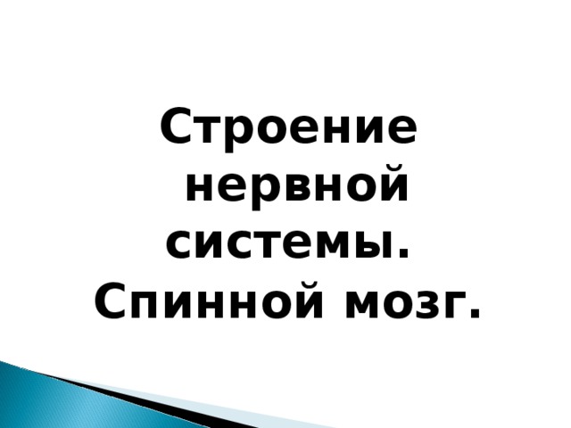Строение нервной системы. Спинной мозг. 