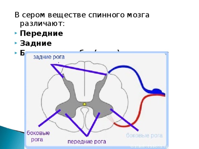 Задние рога мозга