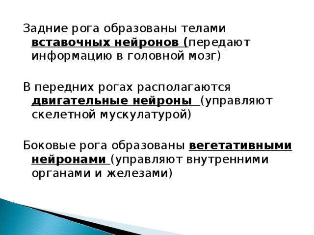 Задние рога образованы телами вставочных нейронов ( передают информацию в головной мозг)  В передних рогах располагаются двигательные нейроны (управляют скелетной мускулатурой) Боковые рога образованы вегетативными нейронами (управляют внутренними органами и железами) 