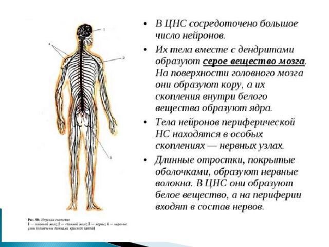 Строение нервной системы спинной мозг презентация 8 класс биология