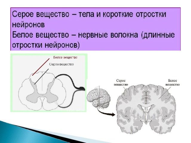 Белое вещество мозга