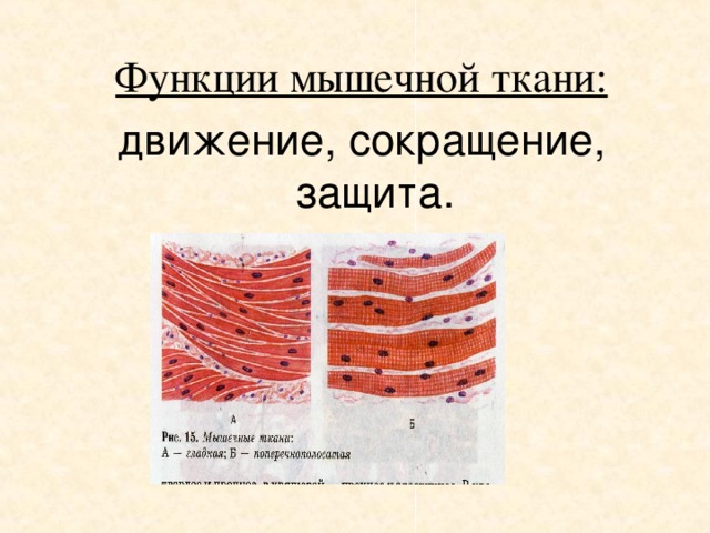 Гладкие мышцы функции. Мышечная ткань биология 8 класс. Ткани животных мышечная ткань. Типы мышечной ткани функции.