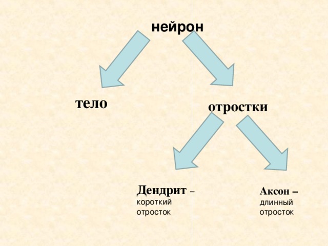 нейрон тело отростки Дендрит – короткий отросток Аксон – длинный отросток 