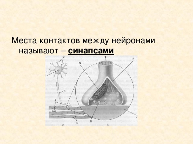 Места контактов между нейронами называют – синапсами  