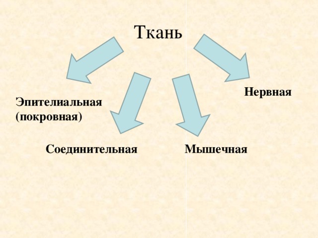 План конспект урока по биологии 8 класс