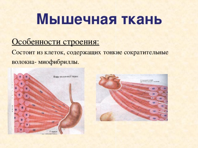 Мышечная ткань биология 8