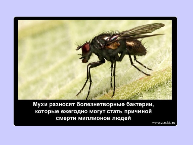 Где живут мухи. Интересные факты о мухах. Интересные мухи. Сколько живут мухи. Опасные мухи в России.
