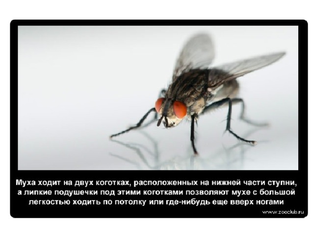 Где живут мухи. Интересные факты о мухах. Муха ходит. Как мухи ходят по потолку. Факты о мухе ЦЕЦЕ.