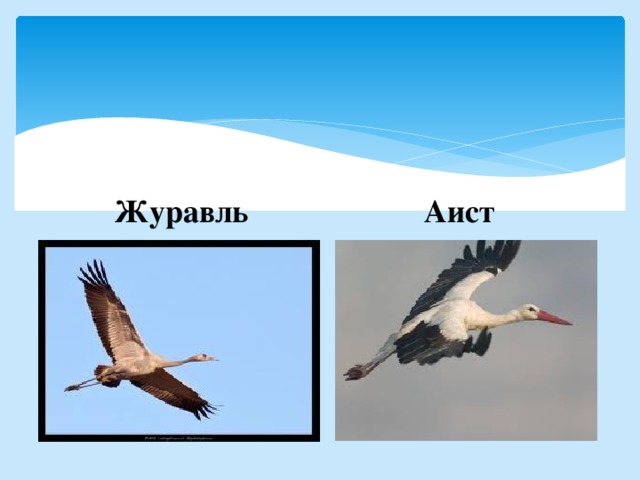 Чем журавль отличается. Журавль и Аист. Цапля и Аист. Аист или журавль. Журавль Аист цапля различия.