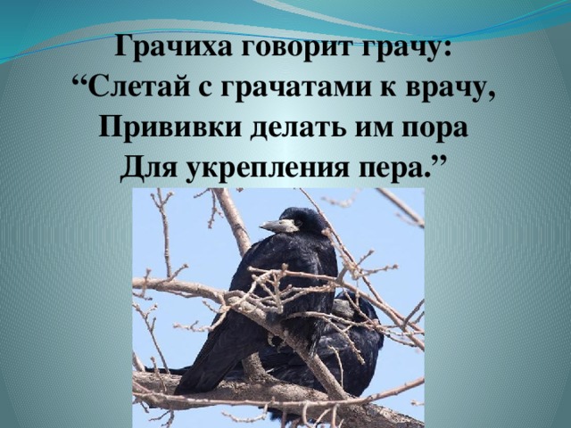 Грачиха говорит грачу: “ Слетай с грачатами к врачу, Прививки делать им пора Для укрепления пера.” 