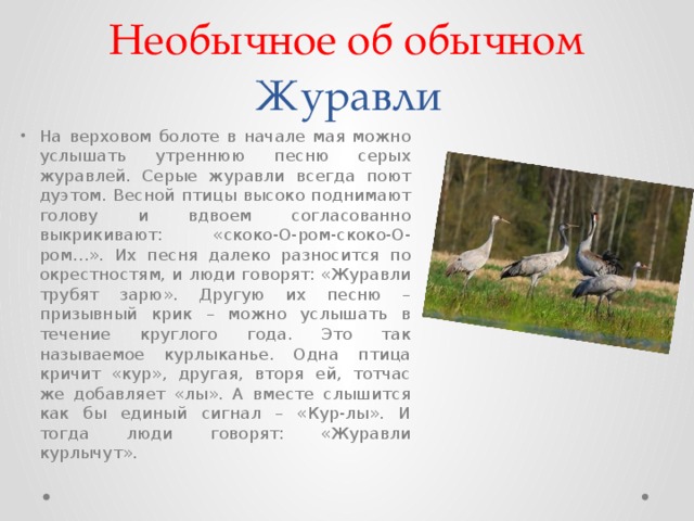 Эж журавль. Журавли на болоте. Журавль где обитает. Журавль болото. Где живут Журавли.