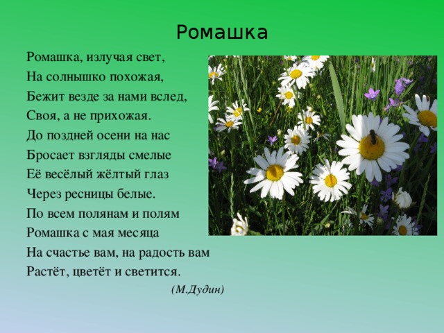 Ромашки текст. Красивое описание ромашки. Сочинение про ромашку. Ромашка сочинение описание. Сочинение про цветок ромашку.