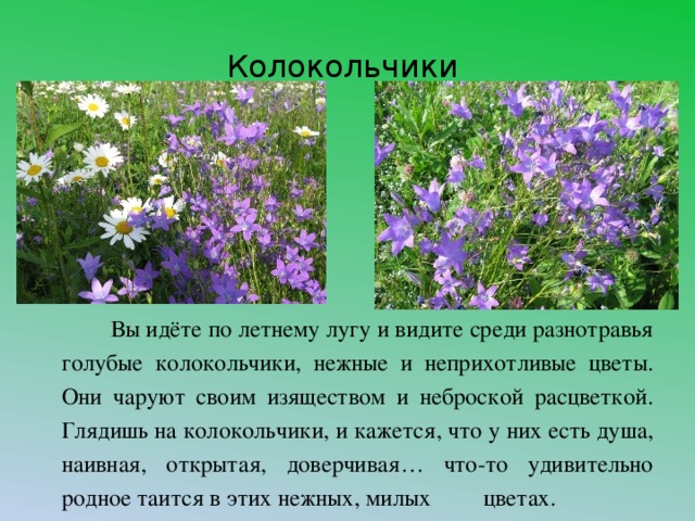 Колокольчики  Вы идёте по летнему лугу и видите среди разнотравья голубые колокольчики, нежные и неприхотливые цветы. Они чаруют своим изяществом и неброской расцветкой. Глядишь на колокольчики, и кажется, что у них есть душа, наивная, открытая, доверчивая… что-то удивительно родное таится в этих нежных, милых цветах.