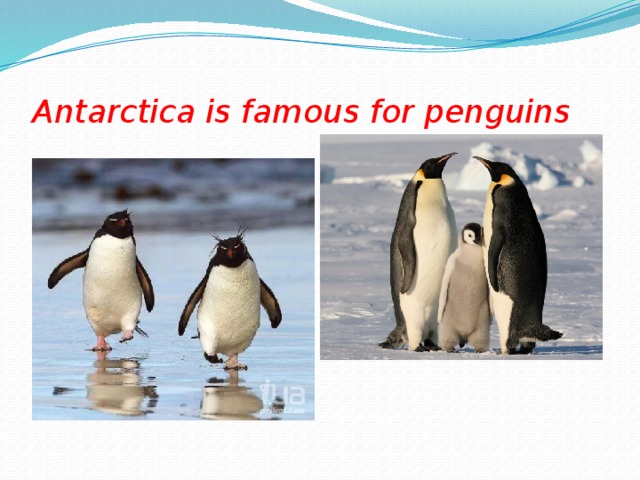 Antarctica is famous for penguins 