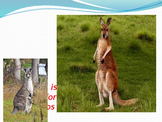 Australia is famous for kangaroos 
