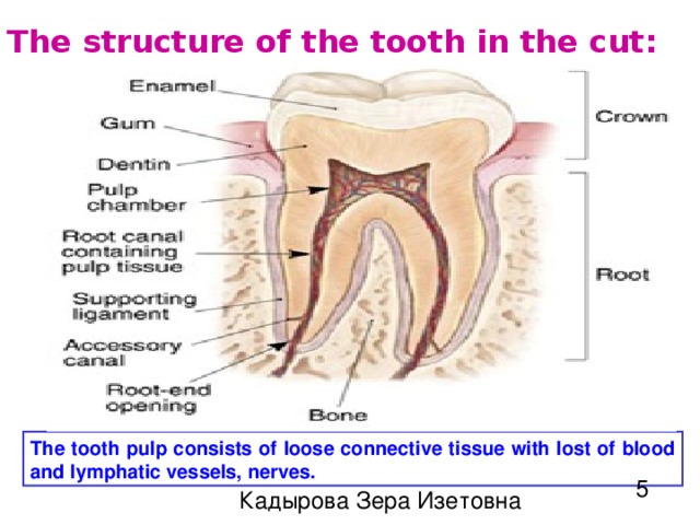 The structure of the tooth in the cut: Enamel Pulp nerves dentin Blood vessels The tooth pulp consists of loose connective tissue with lost of blood and lymphatic vessels, nerves. 5 Кадырова Зера Изетовна 