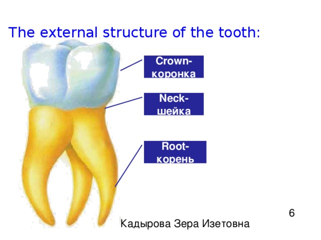 The external structure of the tooth: Crown - коронка Neck - шейка Root - корень 6 Кадырова Зера Изетовна 