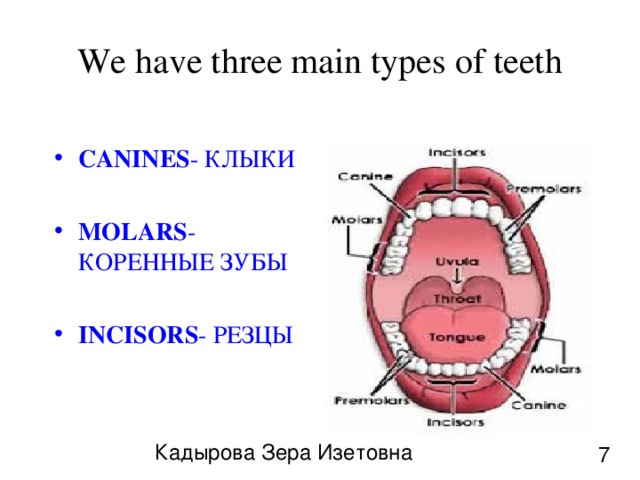 We have three main types of teeth CANINES - КЛЫКИ MOLARS - КОРЕННЫЕ ЗУБЫ INCISORS - РЕЗЦЫ Кадырова Зера Изетовна 7 