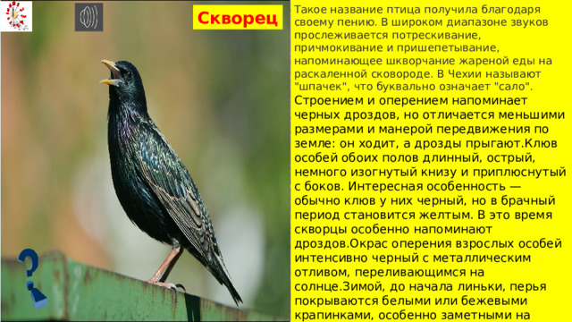 Такое название птица получила благодаря своему пению. В широком диапазоне звуков прослеживается потрескивание, причмокивание и пришепетывание, напоминающее шкворчание жареной еды на раскаленной сковороде. В Чехии называют 