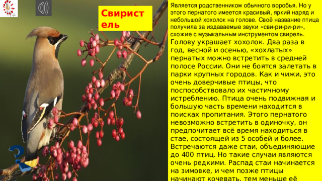 Является родственником обычного воробья. Но у этого пернатого имеется красивый, яркий наряд и небольшой хохолок на голове. Своё название птица получила за издаваемые звуки «сви-ри-ри-ри», схожие с музыкальным инструментом свирель.  Голову украшает хохолок. Два раза в год, весной и осенью, «хохлатых» пернатых можно встретить в средней полосе России. Они не боятся залетать в парки крупных городов. Как и чижи, это очень доверчивые птицы, что поспособствовало их частичному истреблению. Птица очень подвижная и большую часть времени находится в поисках пропитания. Этого пернатого невозможно встретить в одиночку, он предпочитает всё время находиться в стае, состоящей из 5 особей и более. Встречаются даже стаи, объединяющие до 400 птиц. Но такие случаи являются очень редкими. Распад стаи начинается на зимовке, и чем позже птицы начинают кочевать, тем меньше её численность. Количество кочевок зависит от размера стаи: чем она больше, тем чаще происходит смена места. Свиристель 