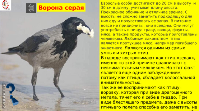 Взрослые особи достигают до 20 см в высоту и 30 см в длину, учитывая длину хвоста. Прекрасное обоняние и отличное зрение. С высоты не сложно заметить подходящую для них еду и почувствовать ее запах. В питание вовсе не придирчивы, они всеядны. Они могут употреблять в пищу: траву, овощи, фрукты, мясо, а также продукты, которые приготовлены человеком. Любимым лакомством  птиц является протухшее мясо, например погибшего животного.  Являются одними из самых умных и хитрых птиц. В народе воспринимают как птиц «зевак», именно по этой причине сравнивают с невнимательным человеком. Но этот факт является еще одним заблуждением, потому как птица, обладает колоссальной внимательностью. Так же ее воспринимают как птицу воровку, которая при виде драгоценного метала, тянет его к себе в гнездо. При виде блестящего предмета, даже с высоты птичьего полета способна его заметить, не полениться спуститься и унести его к себе в гнездо. Это может быть, не обязательно драгоценный метал, им может оказаться самая обычная фольга. Ворона серая 