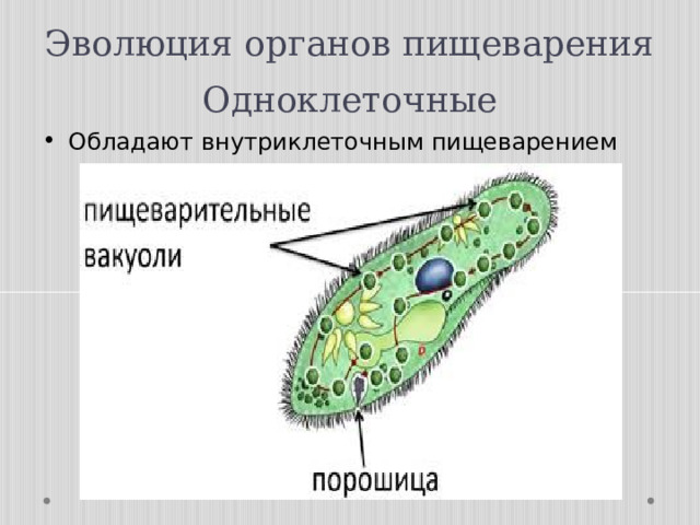 Какой цифрой на рисунке обозначено внутриклеточное пищеварение