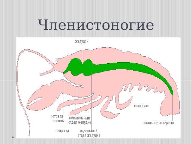 Замкнутая пищеварительная система