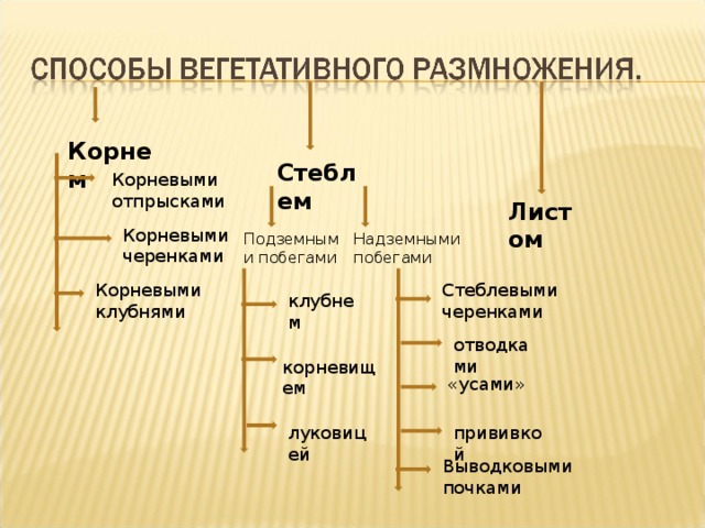 Корнем Стеблем Корневыми отпрысками Листом Корневыми черенками Подземными побегами Надземными побегами Корневыми клубнями Стеблевыми черенками клубнем отводками корневищем «усами» луковицей прививкой Выводковыми почками 