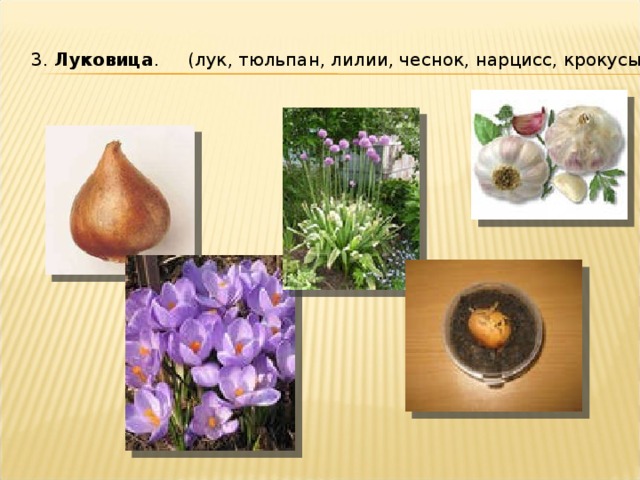 3. Луковица . (лук, тюльпан, лилии, чеснок, нарцисс, крокусы.) 