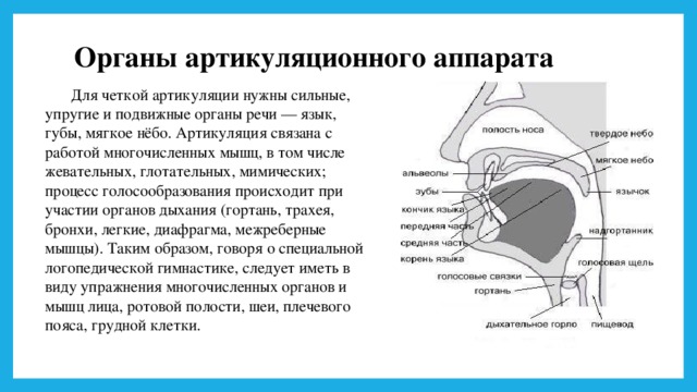 Какие органы речи