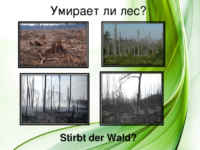 Умирает ли лес? Stirbt der Wald? 