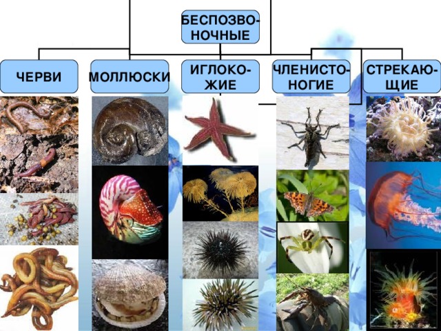 От каких животных произошли кольчатые черви моллюски. Класс стрекающих представители. Моллюски царство животные.
