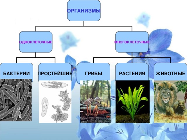 Одноклеточные и многоклеточные организмы
