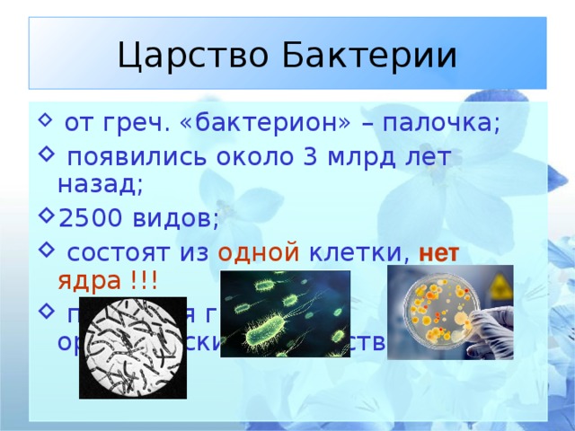 Характеристика царства бактерий 5 класс биология презентация