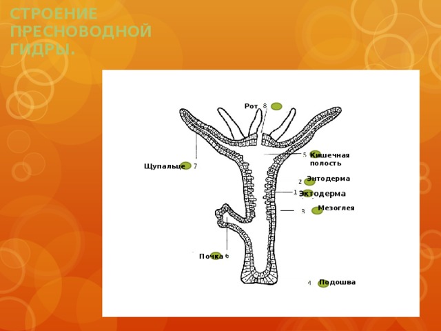 Кишечнополостные рисунок с подписями