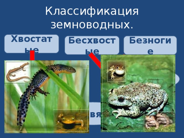 Классификация земноводных схема