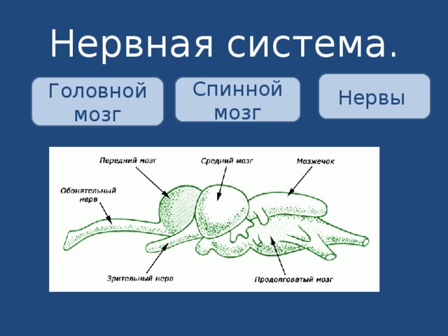 Интеллект карта земноводные