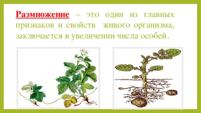 Размножение  – это один из главных признаков и свойств живого организма, заключается в увеличении числа особей . Растительный мир нашей планеты богат и разнообразен. В процесс жизнедеятельности растение живет, питается, дышит, развивается и растет. Но рано или поздно растений заканчивает свой жизненный цикл. Однако, растительный мир земли не исчезает. Как вы думаете, ребята, почему? В процессе роста и развития растение накапливает различные питательные вещества, достигнув определенного возраста оно преступает к размножению, что обеспечивает непрерывность и преемственность жизни. Размножение – одно из обязательный свойств любого живого организма. Размножение по своему биологическому значению существенно отличается от всех других жизненных функций организма. Размножение увеличивает число новых организмов внешне сходных с материнским. Благодаря ему, становится больше особей какого либо вида.  