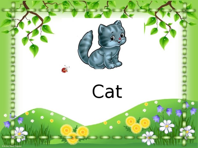 Cat 