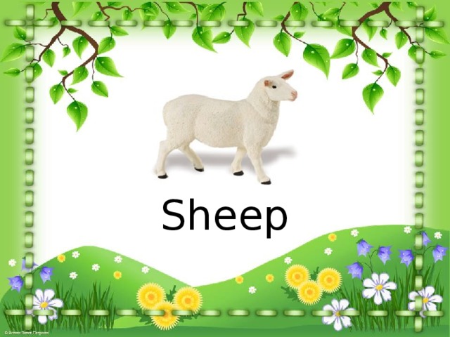Sheep 