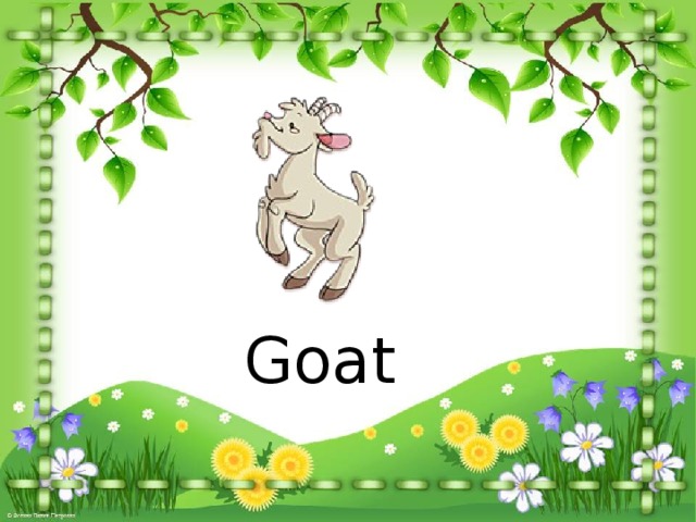 Goat 