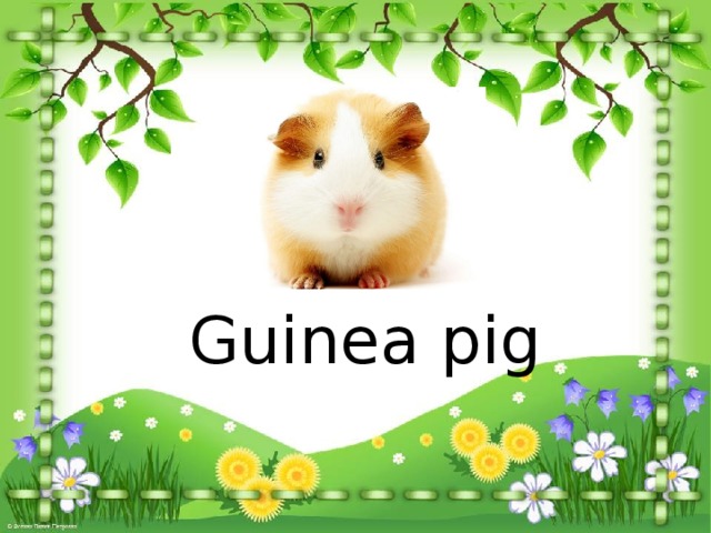Guinea pig 