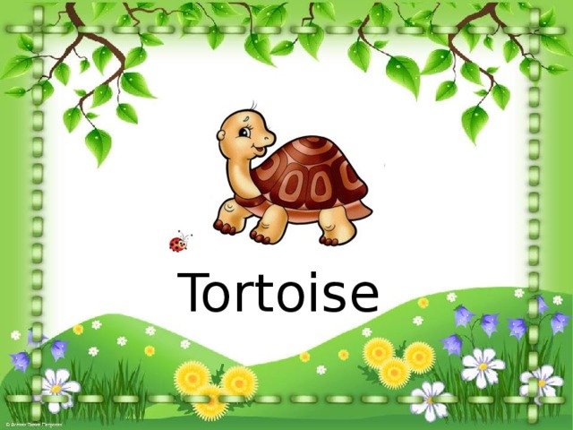 Tortoise 