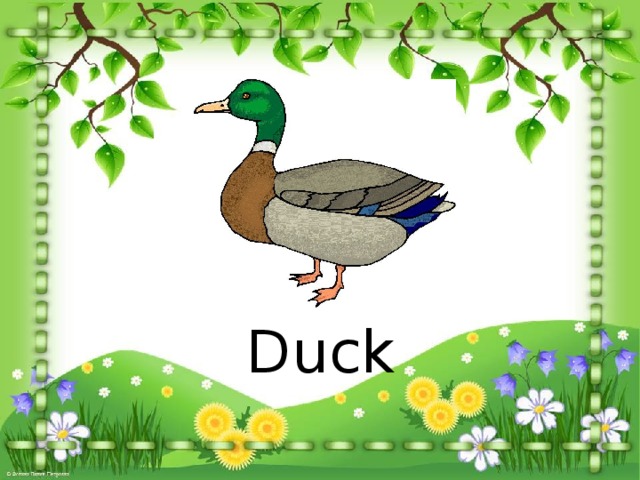 Duck 