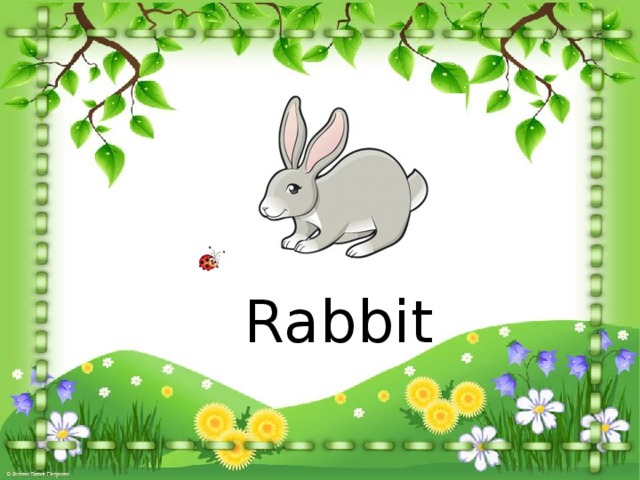 Rabbit 