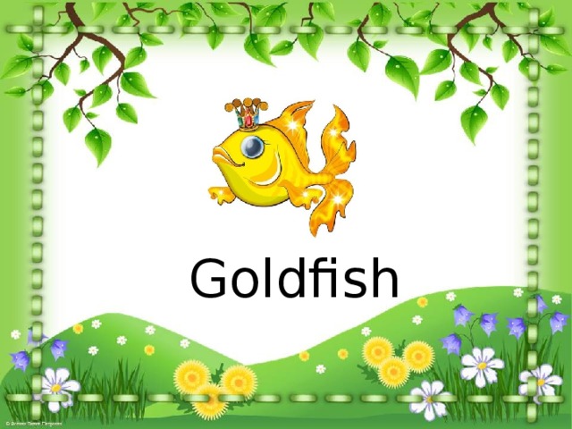 Goldfish 