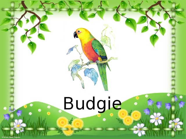 Budgie 