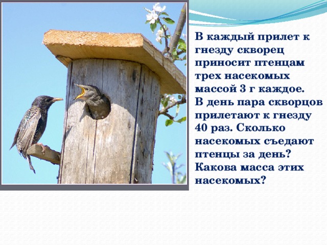 Стихотворение заболоцкого уступи мне скворец уголок. Гнездо скворца в скворечнике. Скворчата в скворечнике. Птенцы в скворечнике. Гнезда Скворцов.