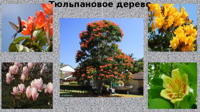 Тюльпановое дерево 