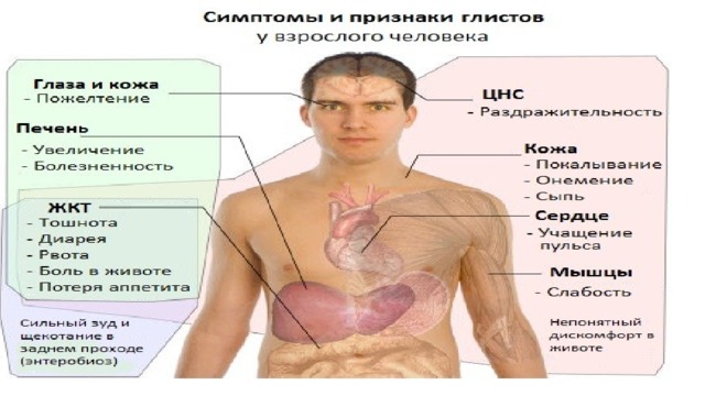 Симптомы гельминтов. Симптомы глистов у взрослых. Симптомы глистных заболеваний у человека. Признаки наличия гельминтов в организме человека. Признаки гельминтов у взрослых.